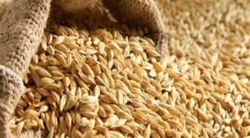 أسعار الأرز اليوم.. تعرف على فروق الحبة الرفيعة والعريضة في سوق 25 نوفمبر 2025